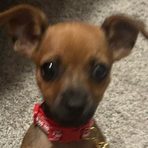 Meet your Posher, Mia